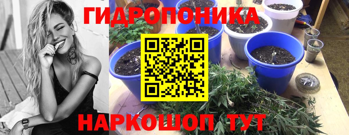 Конопля White Widow  Бошки Шишки конопля  Камышлов  Вход с VPN  МАРИХУАНА сатива 